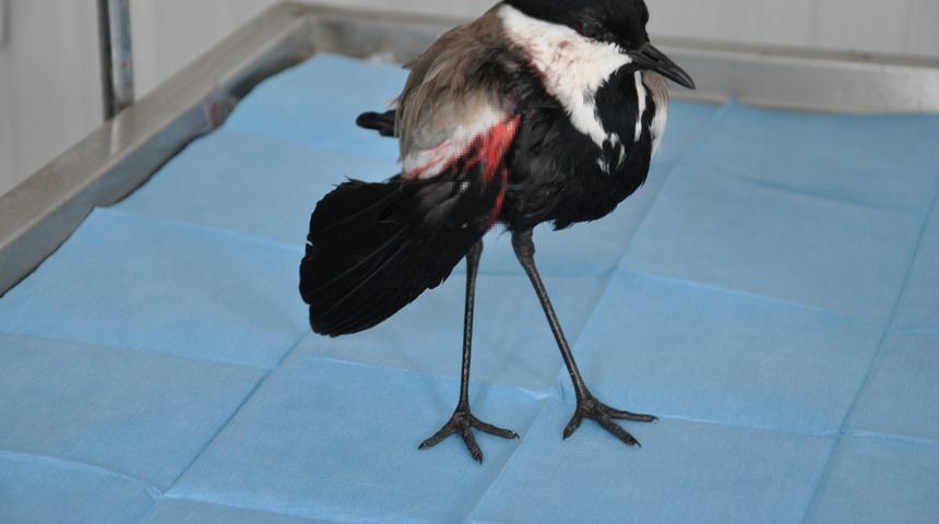 Hakkari'de yaralı mahmuzlu kız kuşu bulundu!