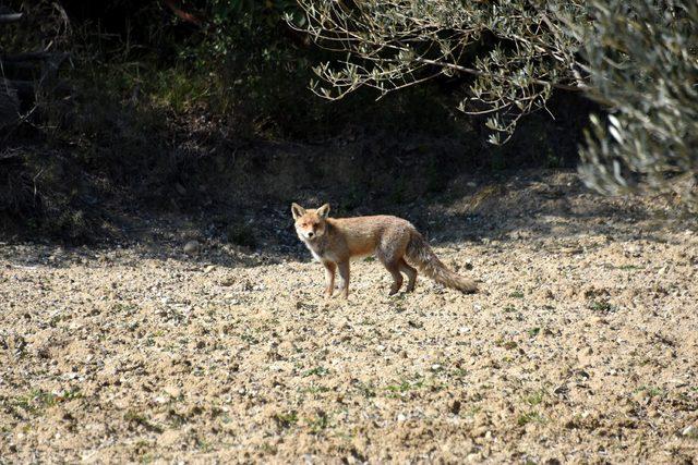 Gelibolu Yarımadası'nda görülen tilki ilgi odağı oldu