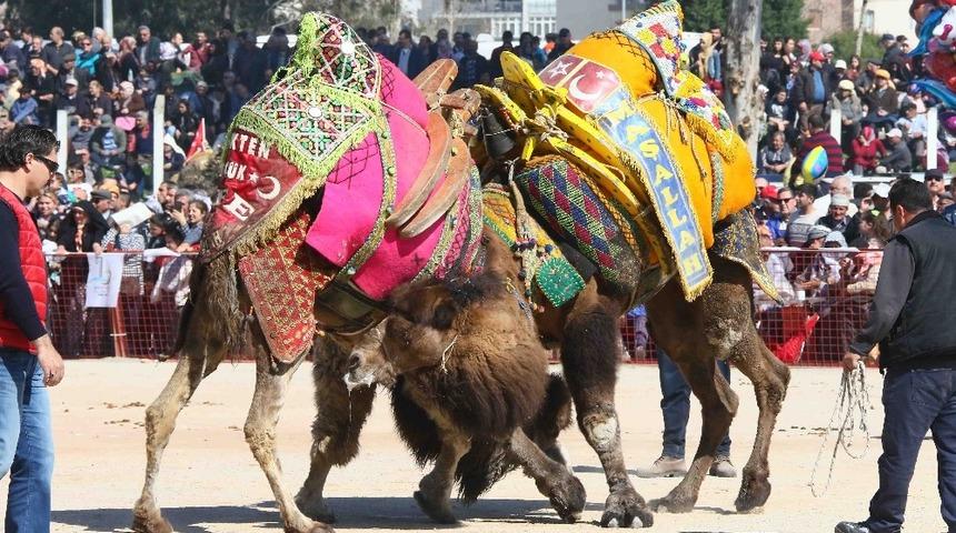Bayraklı&rsquo;daki deve g&uuml;reşi festivali 10 Mart&rsquo;ta