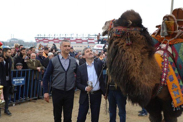 Başkan Şirin’e deve güreşlerinde yoğun ilgi