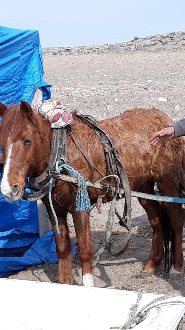 Bahçede bağlı atı çalan 'Kovboy' tutuklandı