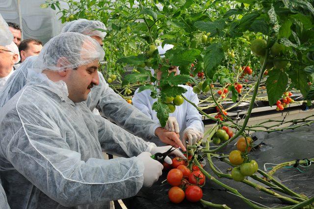 Bakan Varank: 25 dekarlık seracılık yatırımları da 'yatırım teşviki'nden faydalanacak