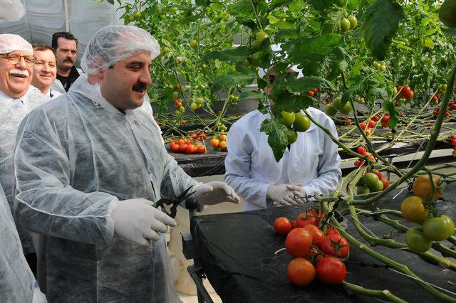 Bakan Varank: 25 dekarlık seracılık yatırımları da 'yatırım teşviki'nden faydalanacak