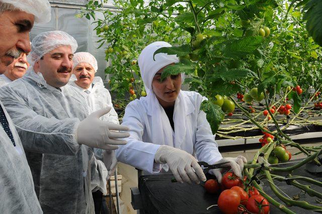 Bakan Varank: 25 dekarlık seracılık yatırımları da 'yatırım teşviki'nden faydalanacak