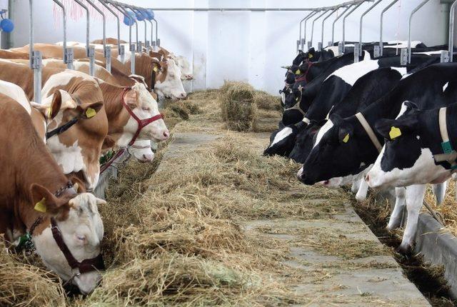 Pütürge ekonomisinin kalbi Şiro Çayı’nda atacak