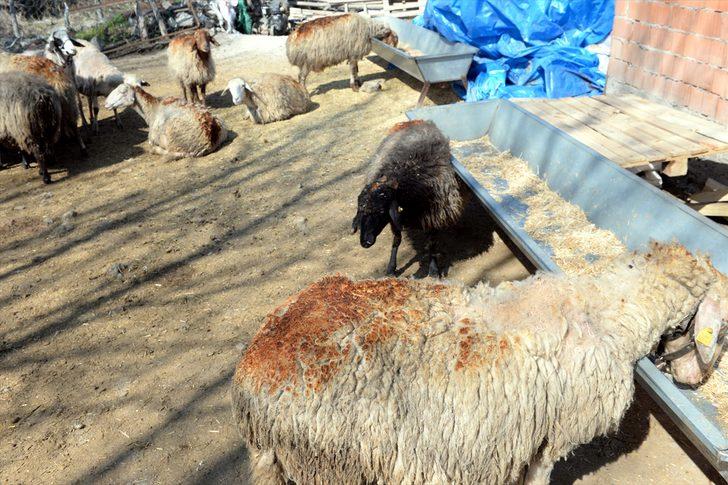 Tokat'ta feci yangın! Böyle bulundular G1
