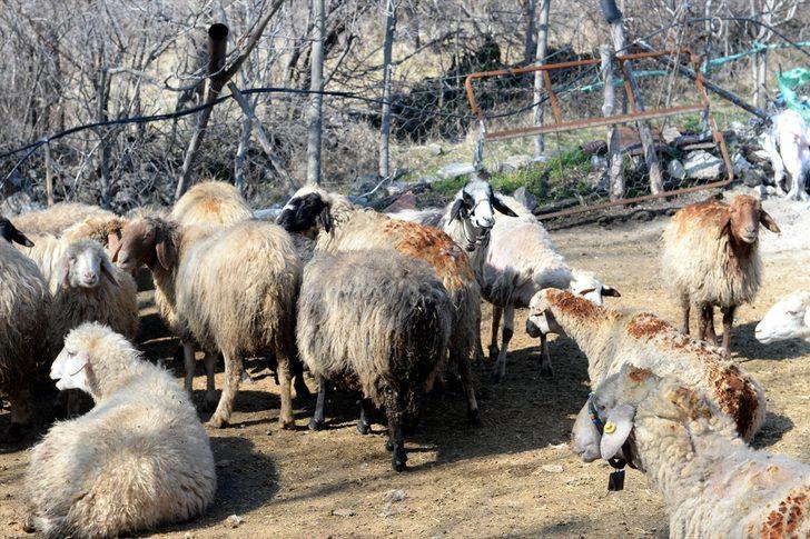 Tokat'ta feci yangın! Böyle bulundular G2