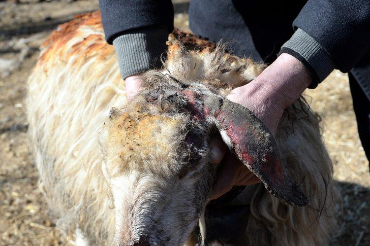 Tokat'ta feci yangın! Böyle bulundular G5