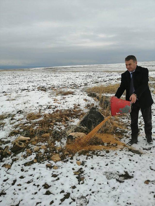 Kars’ta yaban hayvanlara yem bırakılıyor