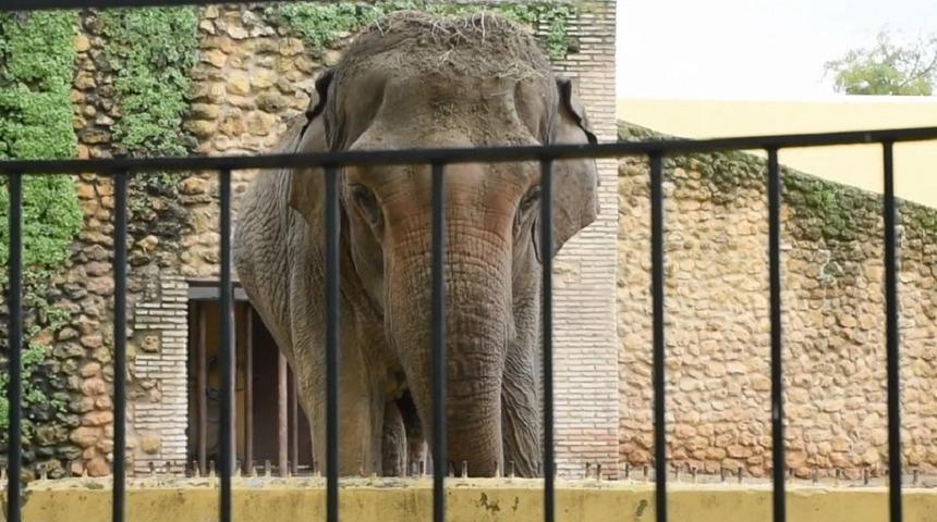 43 yıl hapsedildiği kafeste &ouml;ld&uuml;: Depresyondaydı