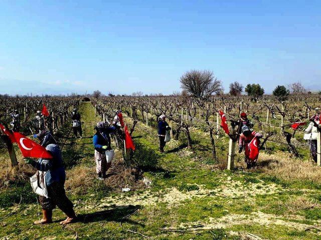 Üzüm bağları Türk bayraklarıyla donandı