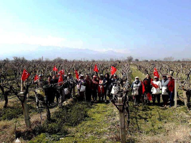 Üzüm bağları Türk bayraklarıyla donandı