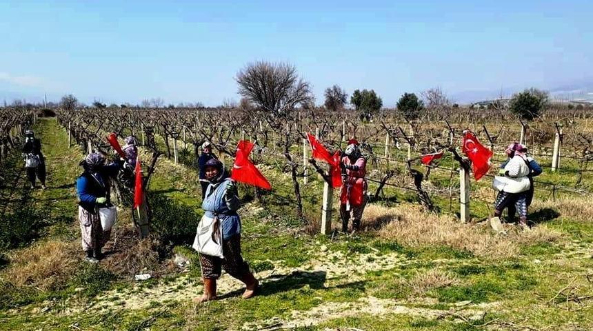 Üzüm bağları Türk bayraklarıyla donandı