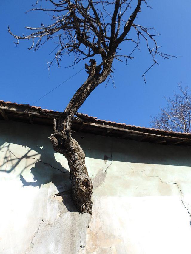 Gövdesi evin duvarı içinde kalan ağaç ilgi çekiyor