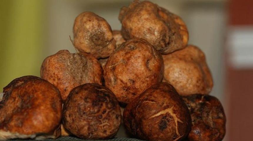 Saklı kalmış protein deposu domalan mantarı faydaları