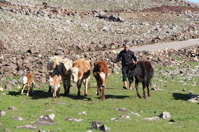 Cezaevinden çıktı, destek alıp hayvancılık yapmaya başladı