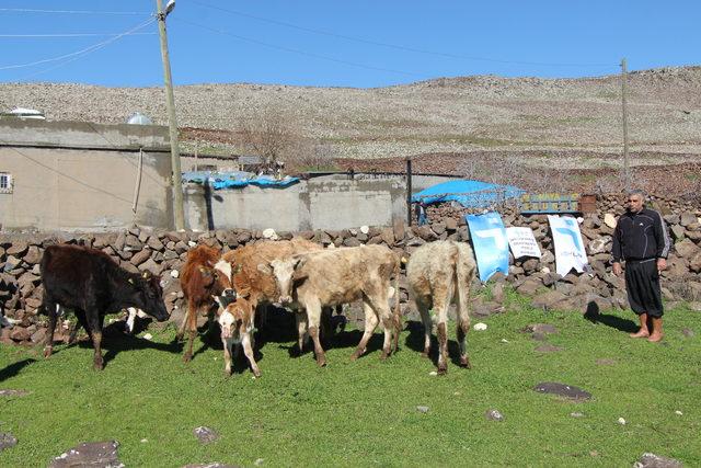 Cezaevinden çıktı, destek alıp hayvancılık yapmaya başladı