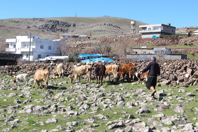 Cezaevinden çıktı, destek alıp hayvancılık yapmaya başladı