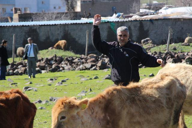 Cezaevinden çıktı, destek alıp hayvancılık yapmaya başladı