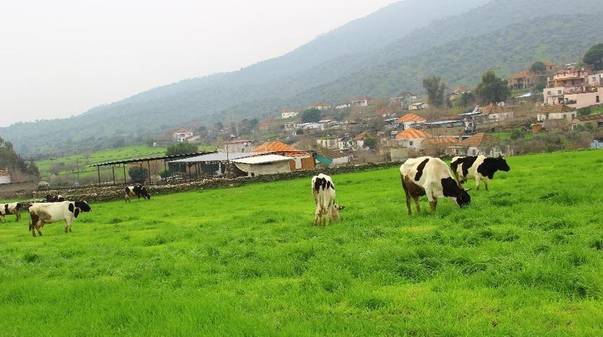 Aydın’ın inekleri bile şanslı