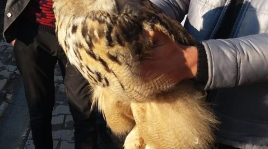 &Ccedil;ocuklar, yaralı buldukları baykuşu besledi