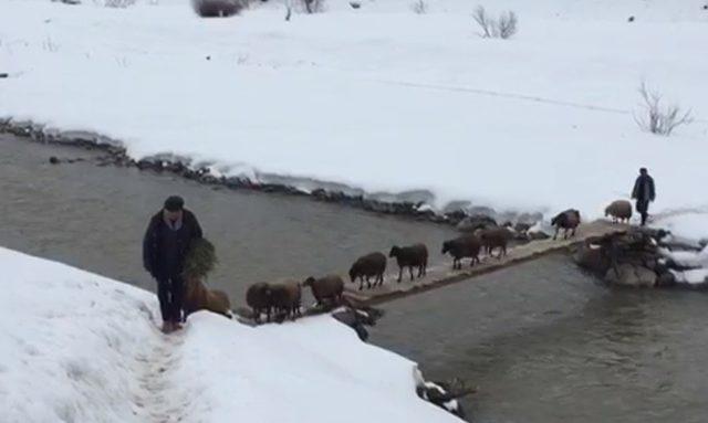 Hayvanlar, tahta köprüden ip gibi dizilip geçiyor