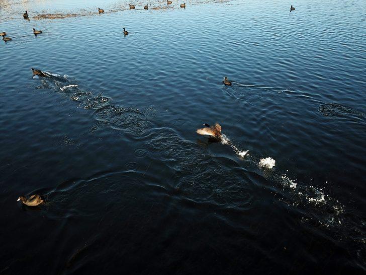 Sakar mekeler Ağrı Dağı'nı mesken tuttu  G1