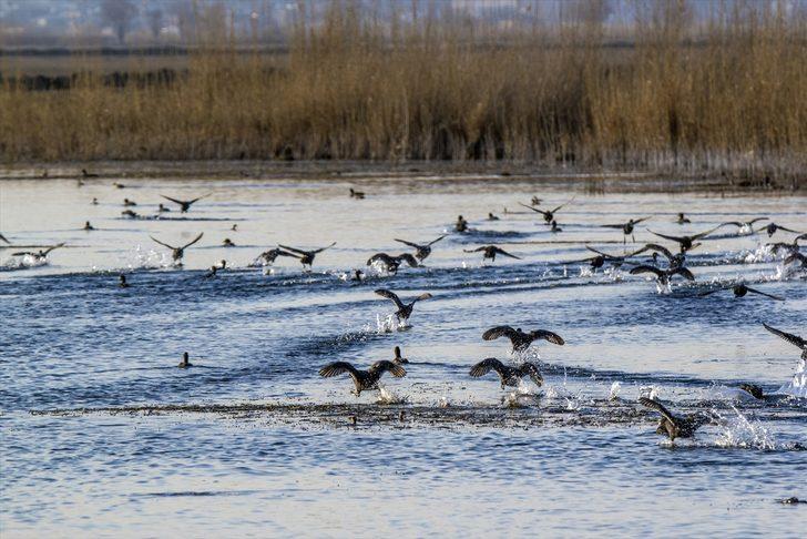Sakar mekeler Ağrı Dağı'nı mesken tuttu  G2
