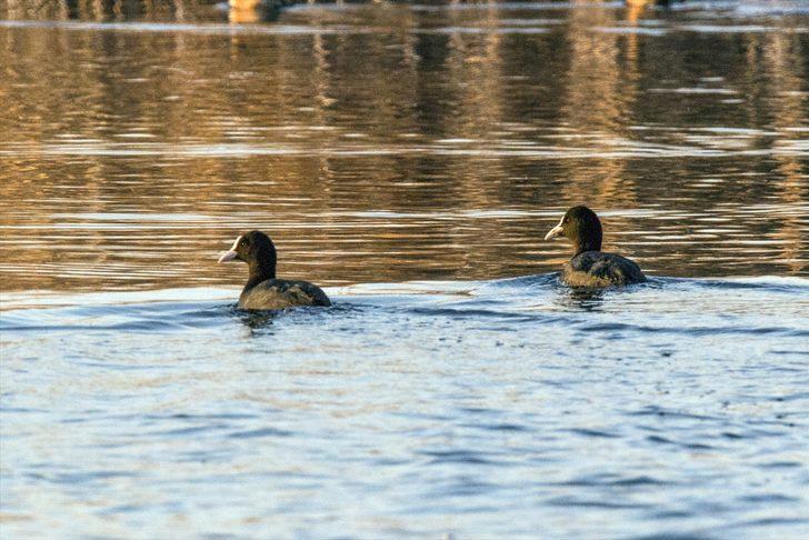 Sakar mekeler Ağrı Dağı'nı mesken tuttu  G3