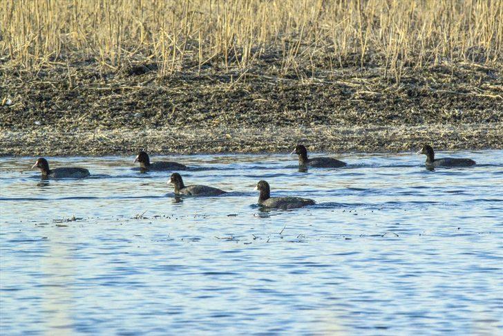 Sakar mekeler Ağrı Dağı'nı mesken tuttu  G4