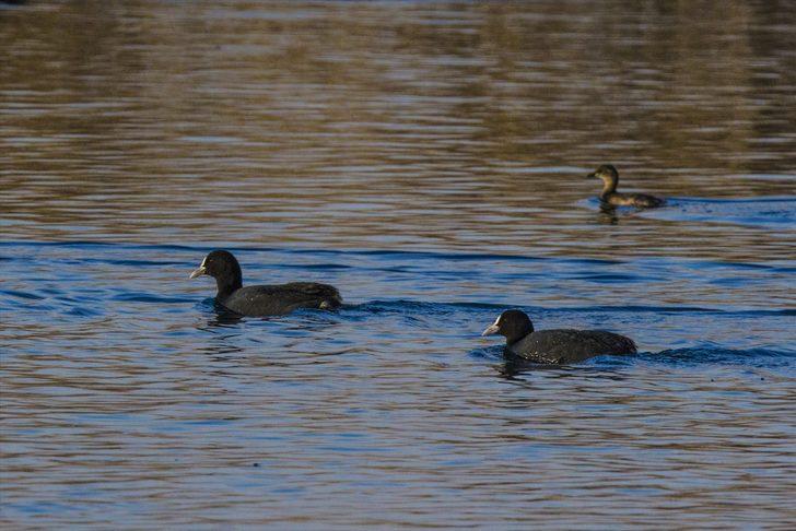 Sakar mekeler Ağrı Dağı'nı mesken tuttu  G5