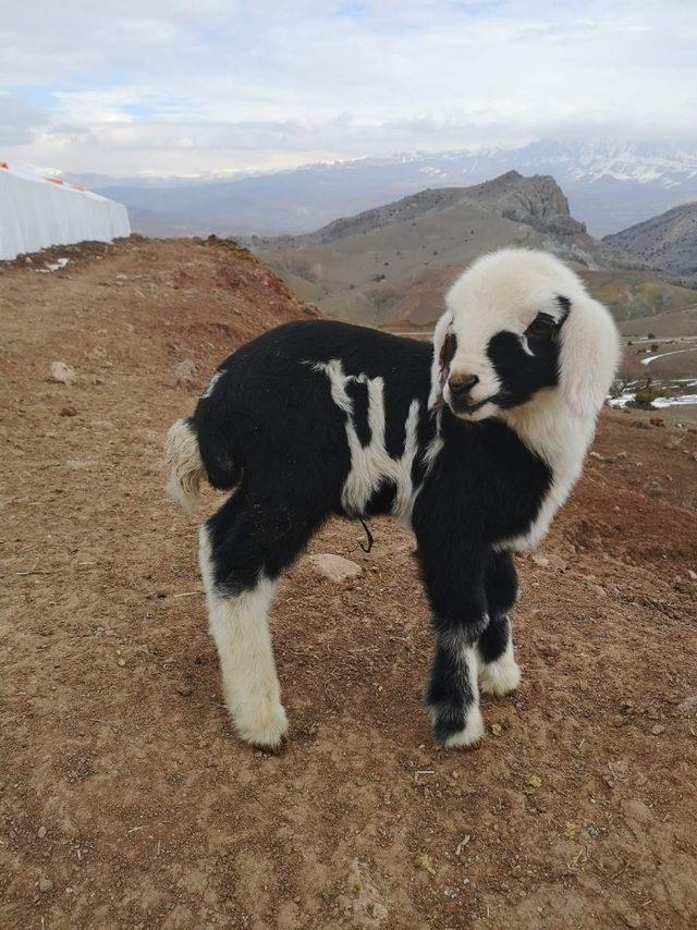 “Allah” lafzı yazılı kuzu Erzincan’da ilgi odağı oldu