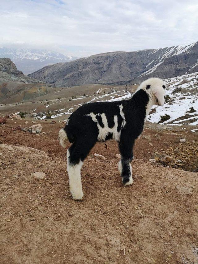 “Allah” lafzı yazılı kuzu Erzincan’da ilgi odağı oldu