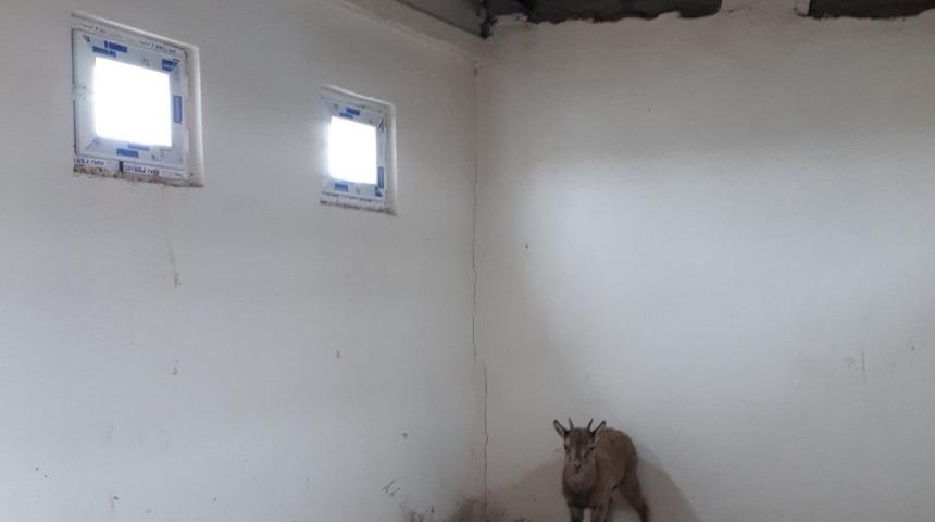 Tedavi edilen yaban keçisi doğaya bırakıldı