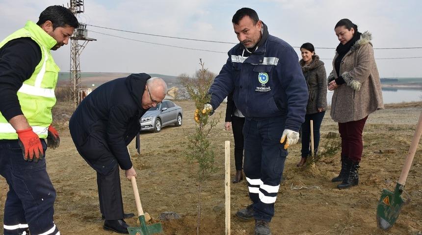 Türkmenli Göleti havzasına bin 200 fidan dikildi