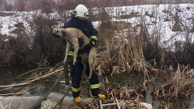 Van’da köpek kurtarma operasyonu