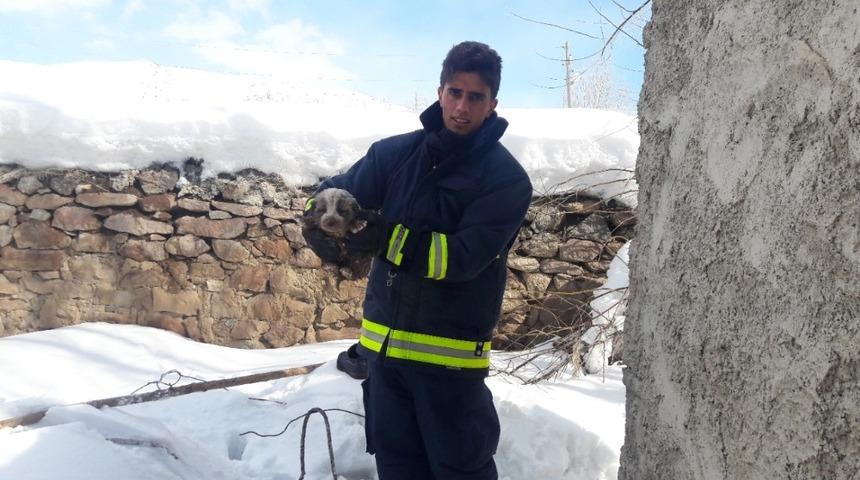 Van&rsquo;da k&ouml;pek kurtarma operasyonu