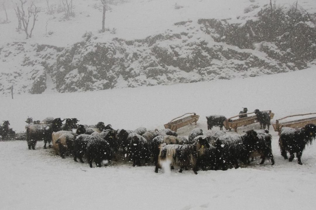 (&Ouml;zel) Besicilerin kış mesaisi devam ediyor