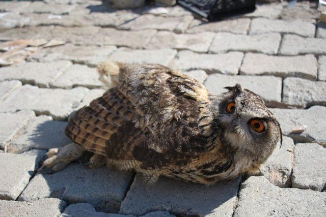 Yaralı olarak bulunan puhu kuşu tedavi altına alındı