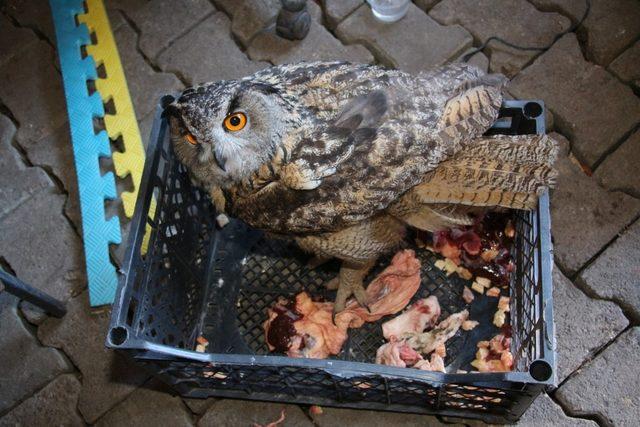 Yaralı olarak bulunan puhu kuşu tedavi altına alındı