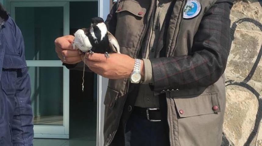 Yaralı mahmuzlu kız kuşu tedavi altına alındı