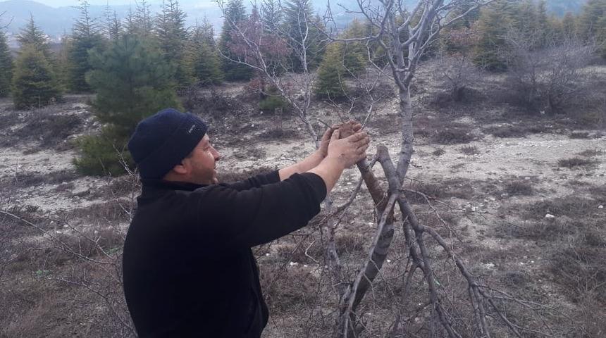 8 yıldır yol kenarındaki ağa&ccedil;ları g&ouml;n&uuml;ll&uuml; aşılıyor