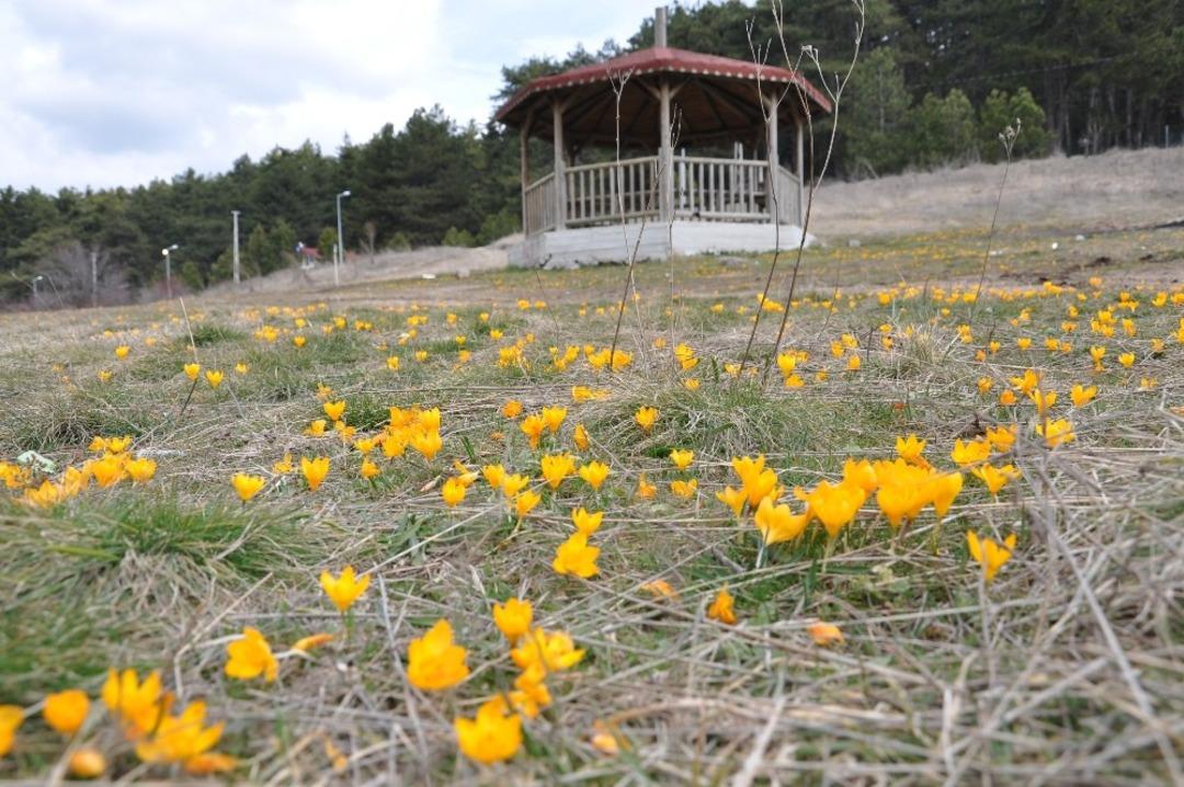 G&ouml;lc&uuml;k yaylası sarıya boyandı