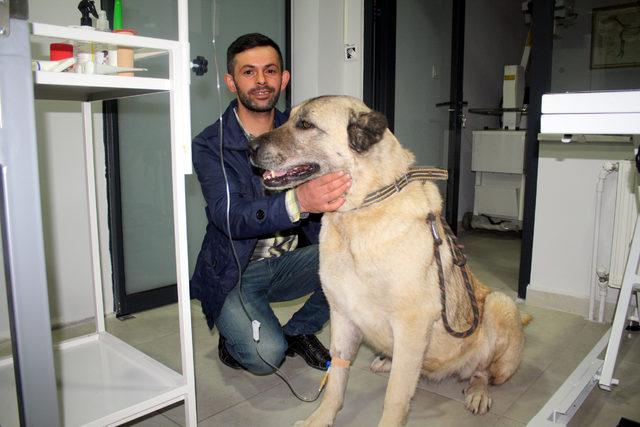 Kanser olan köpeği sahiplenip, tedavi ettirdi