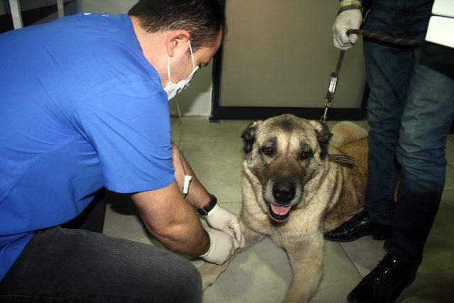 Kanser olan köpeği sahiplenip, tedavi ettirdi