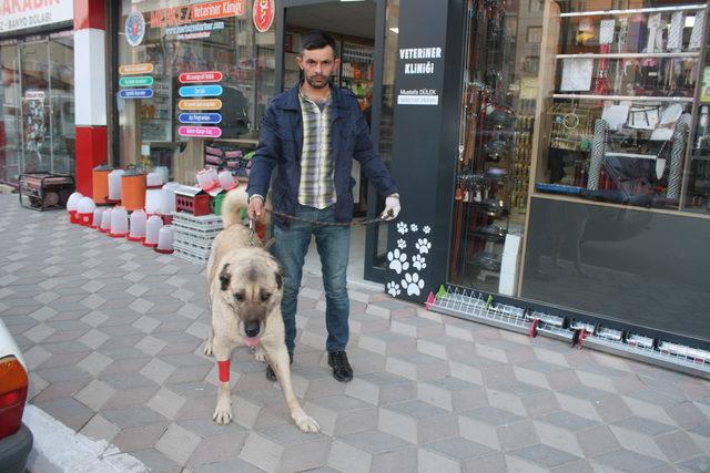 Kanser olan köpeği sahiplenip, tedavi ettirdi