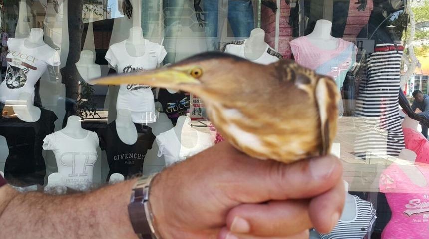 Duyarlı vatandaşların ihbarı yaban kuşlarını kurtardı