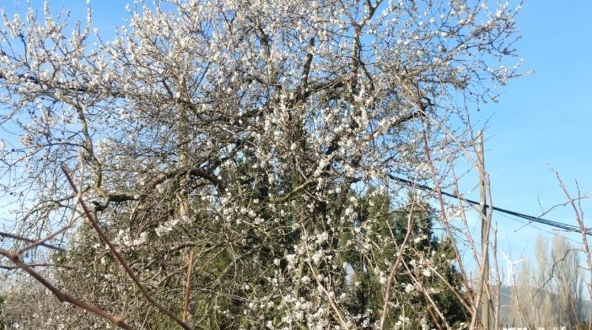 Yalancı bahara aldanan ağaçlar çiçek açtı