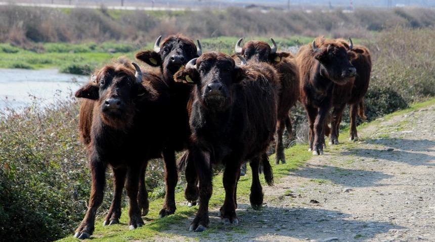 Kızılırmak Deltası’nda manda hazırlığı