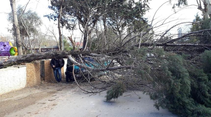 Şiddetli r&uuml;zgar ağacı devirdi